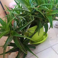 گیاه آلوئه آلوورا غول پیکر