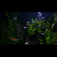 رد لاین درشت