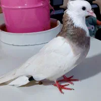 کبوتر