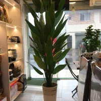 پرنده بهشتی