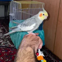 عروس هلندی نر یک ساله معاوضه با گلدین