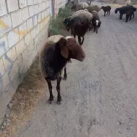 قوچ همو سه ساله