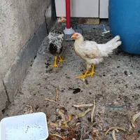 مرغ ۵ ماهه
