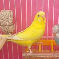 مرغ عشق مولد لوتینو
