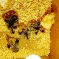 جوجه بوقلمون برنز انگلیسی