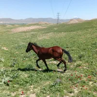 کره مادیان جوان