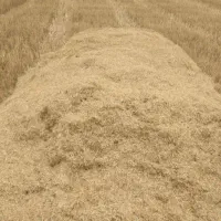 کاه گندم