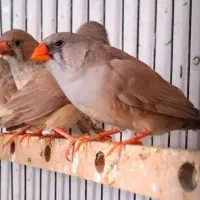 فنچ فول اورنج ماده ۵ عدد کینگ تن نرفته