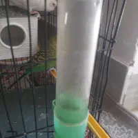 مرغ عشق نروماده جفت شده معاوضه با عروس هلندی نر