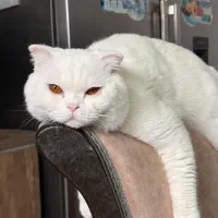 گربه پرشین اسکاتیش