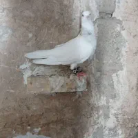 کبوتر|پرنده|بهبهان, |دیوار