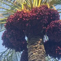 اجاره باغ یک دست مضافتی
