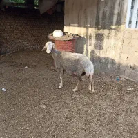 گوسفند قیر ،بهتر جنس دار ،دم روباهی