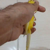 قناری ماده  سوپر طلایی درشت