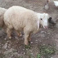 بره نر