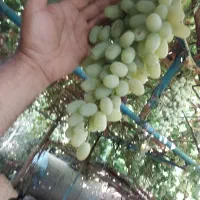 انگورشاهرودی درشت