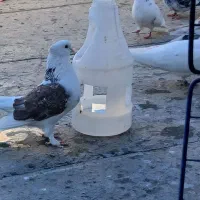 کبوتر