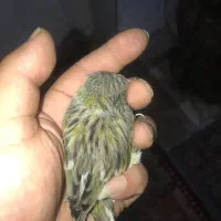 قناری|پرنده|رشت, کوی فکوری|دیوار