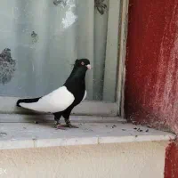 برکت شدخیرکنن انشاالله جوجه سینه سیاه