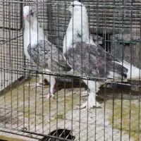 پرنده های پرشی