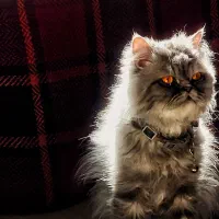 جفتگیری نژاد پرشین اسکاتیش نر