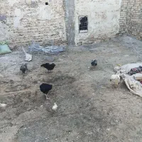 مرغ لاری جوان نسلدار وخشرنگ نصف قیمت پول لازمم