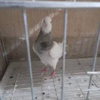 یک جفت طوقی مفلق ویه نر شازده
