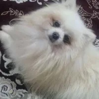 سگ پامر سفید