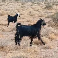 بز جوان