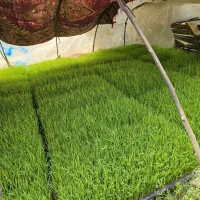 نشا برنج هاشمی اصلاح شده