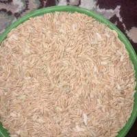 چلتوک چم قاسملی.میداوود
