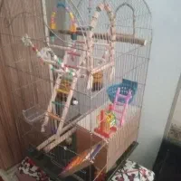 قبول نگهداری عروس هلندی