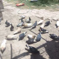 کبوتر .کفتر