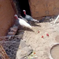 بوقلمون واردک فروشی