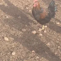 فروش خروس