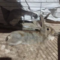 بچه خرگوش ماده