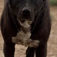 سگ نروماده