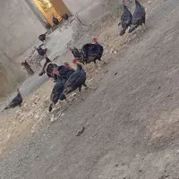 بوقلمون