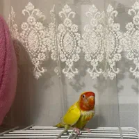 طوطی برزیلی ماده