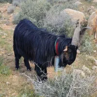 پازن یا دوبر‌ بذری ۲ ساله شاخ انبری