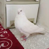 کبوتر