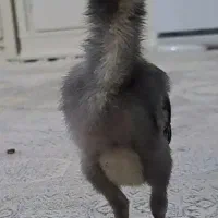 جوجه لاری افغان اوشامو اصل