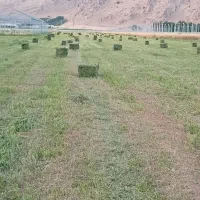 یونجه|لوازم جانبی حیوانات|خرمآباد, |دیوار