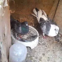 کفتر|پرنده|گناباد, |دیوار