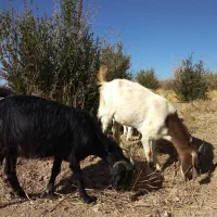 فروش چهار عدد دُبر محلی سرحال