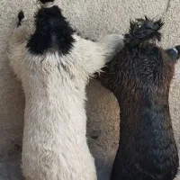 هیزه جای روغن