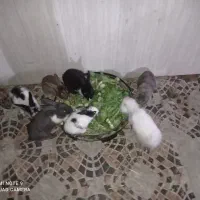 خرگوش