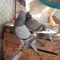 کبوتر