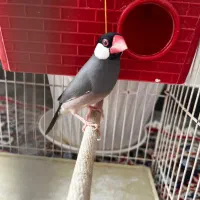 یکجفت فنچ نرگسی|پرنده|قزوین, |دیوار