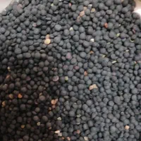 فروش عدس سیاه تازه وتمیز محلی